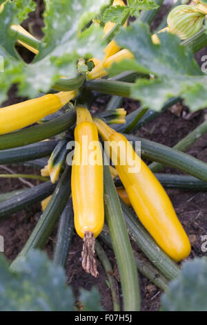 La Cucurbita pepo. Giallo per le zucchine crescono nel giardino. Foto Stock