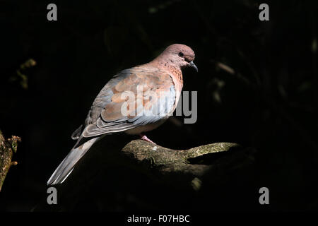 Ridendo colomba (Spilopelia senegalensis) presso lo Zoo di Chomutov in Chomutov, Boemia settentrionale, Repubblica Ceca. Foto Stock