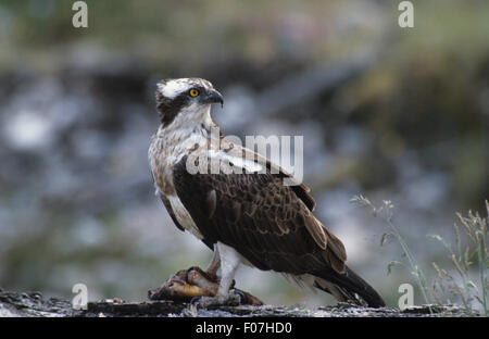 Osprey close up presi in profilo guardando indietro sulla spalla a destra arroccato su caduto albero tronco con pesce detenuto in un Taloni Foto Stock