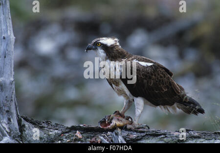 Osprey close up presi in profilo guardando a sinistra arroccato su caduto albero tronco con pesce detenuto in un Taloni Foto Stock
