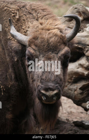 Il bisonte europeo (Bison bonasus), noto anche come il wisent a Chomutov Zoo di Chomutov, Boemia settentrionale, Repubblica Ceca. Foto Stock