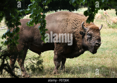 Il bisonte europeo (Bison bonasus), noto anche come il wisent a Chomutov Zoo di Chomutov, Boemia settentrionale, Repubblica Ceca. Foto Stock