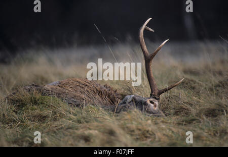 Red Deer carcassa con grandi corna giacente sul suo lato in erba lunga sul versante della montagna Foto Stock