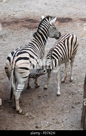 La Burchell zebra (Equus quagga burchellii), noto anche come il Damara zebra alimentando il suo puledro a Jihlava Zoo in Jihlava, Est Bohe Foto Stock