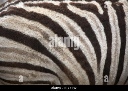 La Burchell zebra (Equus quagga burchellii), noto anche come il Damara zebra. La texture della pelle. La vita selvatica animale. Foto Stock