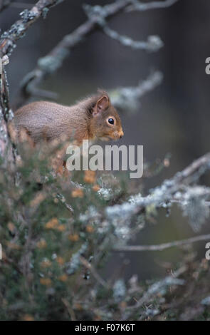 Scoiattolo rosso in profilo guardando a destra in seduta heather lichene e rami coperti Foto Stock