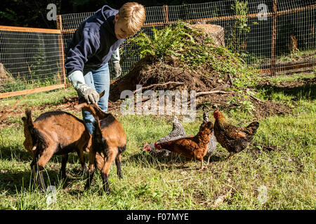 La donna e la sua 11 settimane vecchio Oberhasli capre e polli in Issaquah, Washington, Stati Uniti d'America. Foto Stock