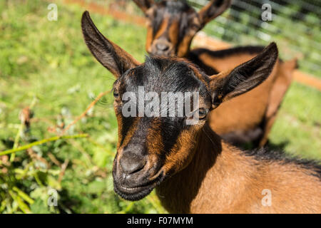 Close-up di un 11 settimane vecchio maschio di capra Oberhasli, con suo fratello a destra dietro, Issaquah, Washington, Stati Uniti d'America Foto Stock