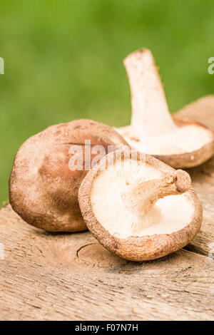 I funghi shiitake commestibili (Lentinus edodes) funghi su una tavola in legno rustico in Issaquah, Washington, Stati Uniti d'America Foto Stock