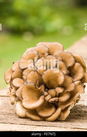 Cluster di commestibili funghi maitake (Grifola frondosa) in appoggio su una tavola in legno rustico in Issaquah, Washington, Stati Uniti d'America. Foto Stock