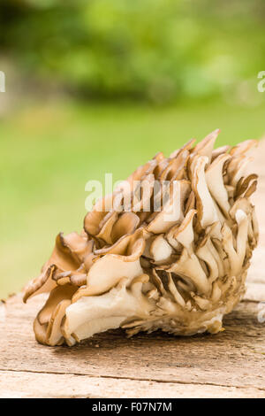 Cluster di commestibili funghi maitake (Grifola frondosa) in appoggio su una tavola in legno rustico in Issaquah, Washington, Stati Uniti d'America. Foto Stock