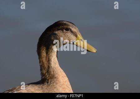 Ritratto di Mallard Duck varietà con piumaggio muta contro il lago Foto Stock