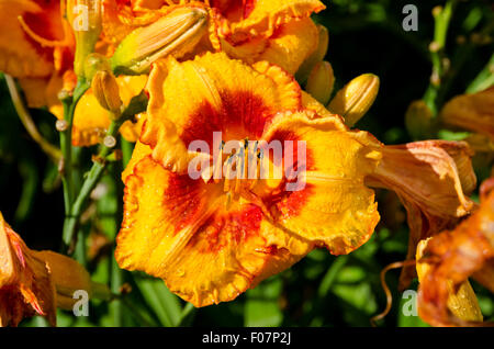 Delicato daylily rosso dopo una pioggia Foto Stock