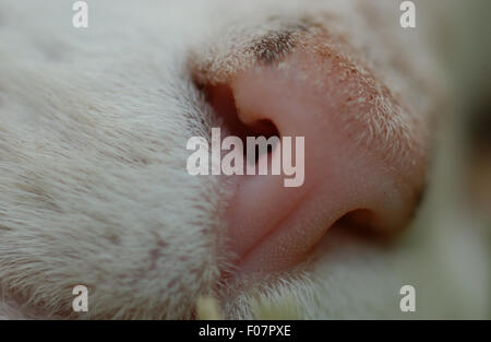 Close-up di un naso gatti (felis catus) Foto Stock