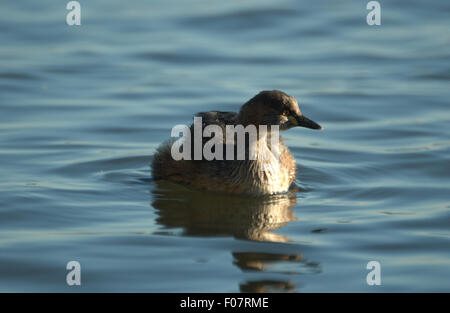 I capretti AUSTRALASIAN Tuffetto (Tachybaptus NOVAEHOLLANDIAE) Famiglia: PODICIPEDIDAE, Western Australia. Foto Stock