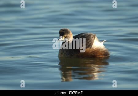 I capretti AUSTRALASIAN Tuffetto (Tachybaptus NOVAEHOLLANDIAE) Famiglia: PODICIPEDIDAE, Western Australia. Foto Stock