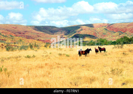 Cavalli selvaggi (Brumbies) pascolando nella regione di Kimberley del Western Australia. Foto Stock