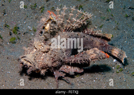 Devilfish spinosa (Inimicus didactylus) Foto Stock