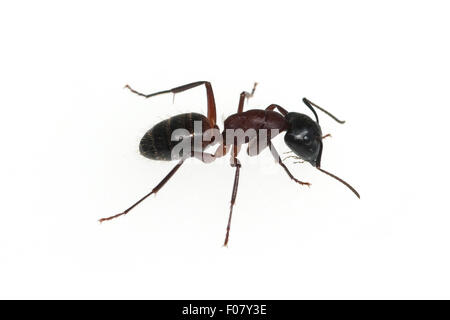 Schwarze Rossameise; Camponotus herculeanus; Foto Stock