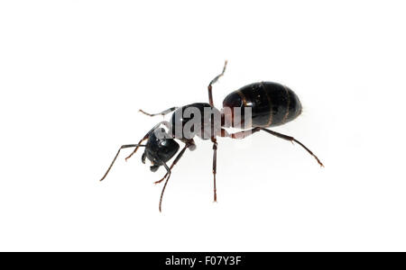 Schwarze Rossameise, Camponotus herculeanus, Foto Stock