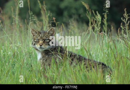 Scottish Wildcat nel profilo guardando avanti e indietro fino a telecamera in piedi in erba lunga Foto Stock