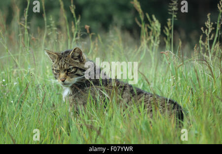 Scottish Wildcat caccia in erba lunga in profilo guardando giù in erba a sinistra Foto Stock