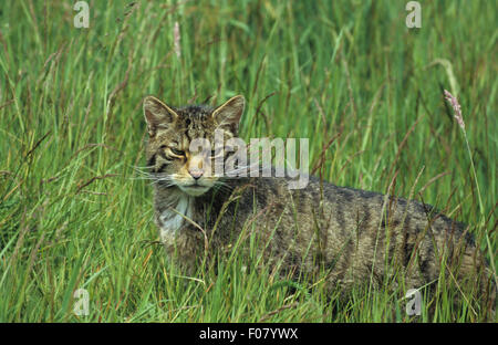 Scottish Wildcat presi in profilo in piedi in erba lunga guardando verso il basso a destra Foto Stock