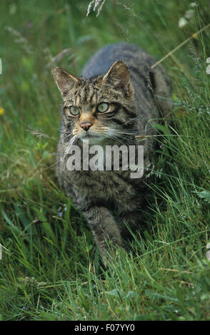 Scottish Wildcat preso dalla parte anteriore a piedi attraverso erba lunga guardando in alto a sinistra Foto Stock