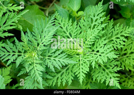 Ambrosiabluete,, Ambrosia artemisiifolia, Aufrechtes, Traubenkraut, Foto Stock