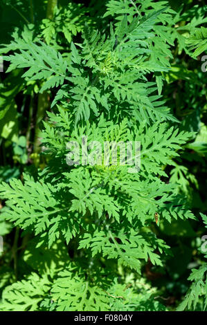 Ambrosiabluete,, Ambrosia artemisiifolia, Aufrechtes, Traubenkraut, Foto Stock