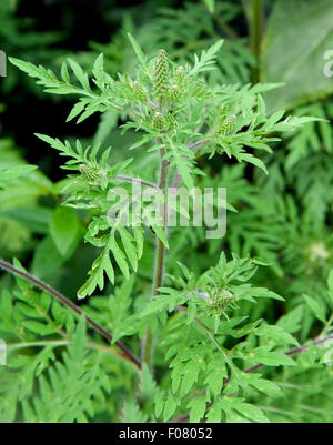 Ambrosiabluete,, Ambrosia artemisiifolia, Aufrechtes, Traubenkraut, Foto Stock