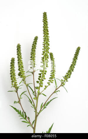 Ambrosiabluete,, Ambrosia artemisiifolia, Aufrechtes, Traubenkraut, Foto Stock