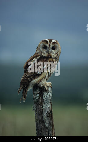Allocco Captive in profilo guardando indietro alla fotocamera arroccato sulla cima di una vecchia staccionata in legno post con cielo blu sullo sfondo Foto Stock