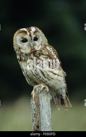 Allocco Captive in profilo guardando la telecamera appollaiato sulla cima di un vecchio palo da recinzione Foto Stock