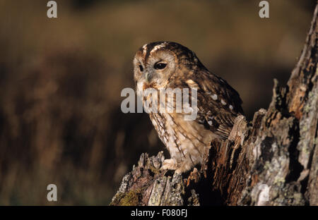 Allocco in profilo guardando a sinistra arroccato sul bordo di un vecchio frastagliate coperte di muschio tronco di albero Foto Stock