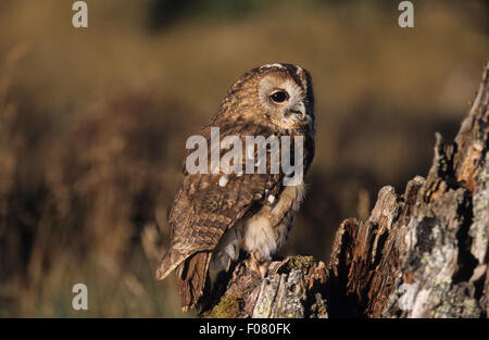 Allocco Captive in profilo cercando di destra arroccato sul bordo di un vecchio frastagliate coperte di muschio tronco di albero Foto Stock