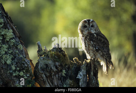Allocco Captive in profilo guardando indietro a destra arroccato su una vecchia coperta di muschio tronco di albero Foto Stock