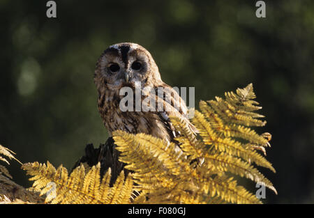 Allocco Captive in profilo guardando al fronte seduto su un vecchio ceppo di albero con golden bracken nella parte anteriore Foto Stock