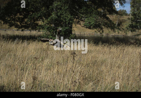 Allocco Captive battenti a sinistra bassa attraverso un campo incolto nella parte anteriore del bosco Foto Stock