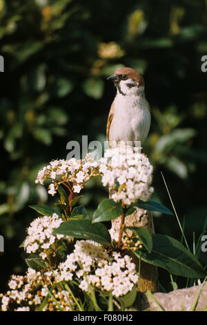 Tree Sparrow preso dal davanti guardando a sinistra appollaiato sulla cima di un vecchio tronco di albero con fiori di colore bianco nella parte anteriore Foto Stock