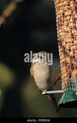 Tree Sparrow preso dal davanti guardando a destra appollaiato sulla barra di un alimentatore di arachidi in un giardino Foto Stock