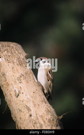 Tree Sparrow nel profilo adottato dal davanti guardando a sinistra arroccato su un fianco di un vecchio tronco di albero Foto Stock