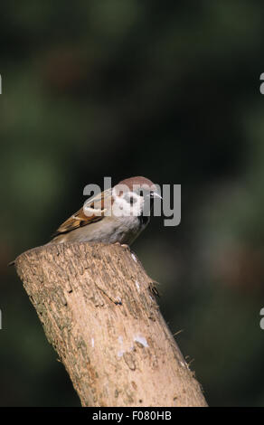 Tree Sparrow preso dal davanti guardando verso il basso a destra appollaiato sulla cima di un vecchio tronco di albero Foto Stock