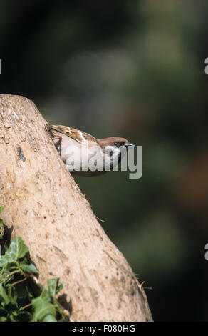 Tree Sparrow nel profilo adottato dal davanti guardando a destra arroccato su un fianco di un vecchio ceppo di albero Foto Stock