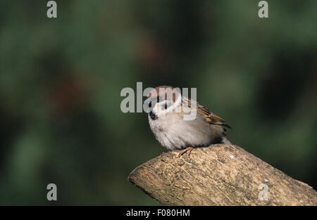 Tree Sparrow preso dal davanti guardando a sinistra arroccato su un log vecchi Foto Stock
