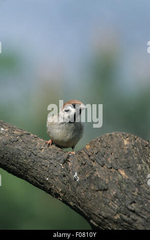Tree Sparrow preso dal davanti guardando a destra appollaiato su un log vecchi Foto Stock
