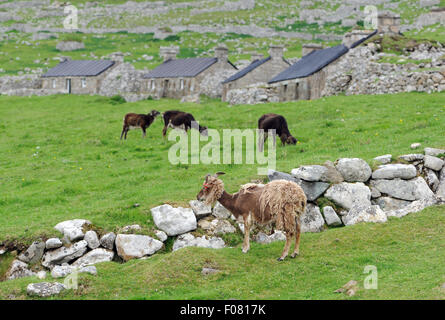 Pecore Soay sono una razza addomesticati di sheeo (Ovis aries) discende da ovini selvatici sull isola di Soay . Foto Stock