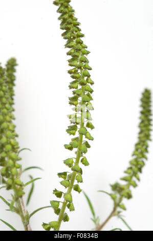 Ambrosiabluete,, Ambrosia artemisiifolia, Aufrechtes, Traubenkraut, Foto Stock