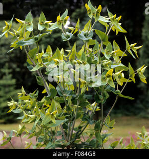 Kreuzblaettrige Wolfsmilch, Wolfsmilch, Euphorbia, lathyrus, Foto Stock