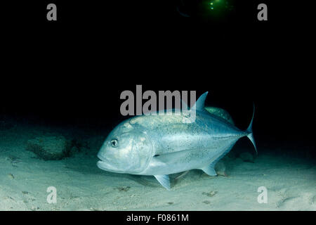 Carangidi giganti a caccia di notte, Caranx ignobilis, Ari Atoll, Maldive Foto Stock